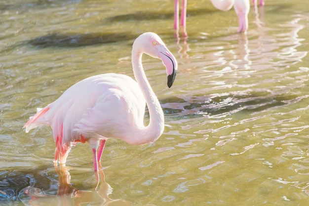 Fenicottero rosa (Phoenicopterus roseus)