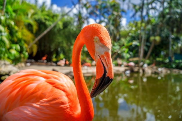 Fenicottero rosa su sfondo verde sfocato nel parco nazionale.