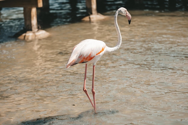 Fenicottero rosa su uno spazio di copia del primo piano del lago salato