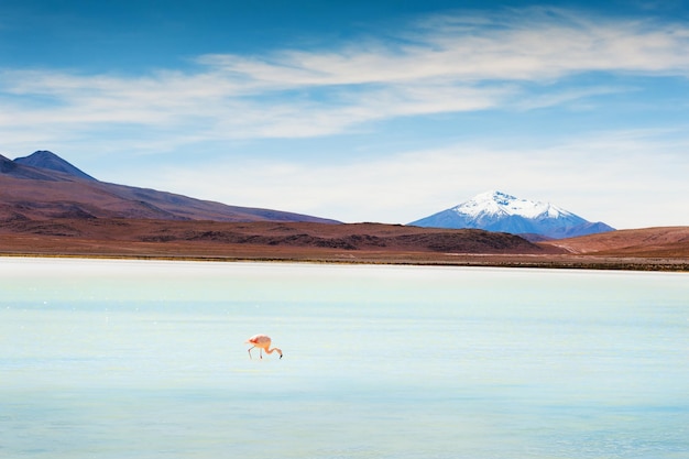 Fenicottero rosa sulla laguna di Celeste, altopiano Altiplano, Bolivia