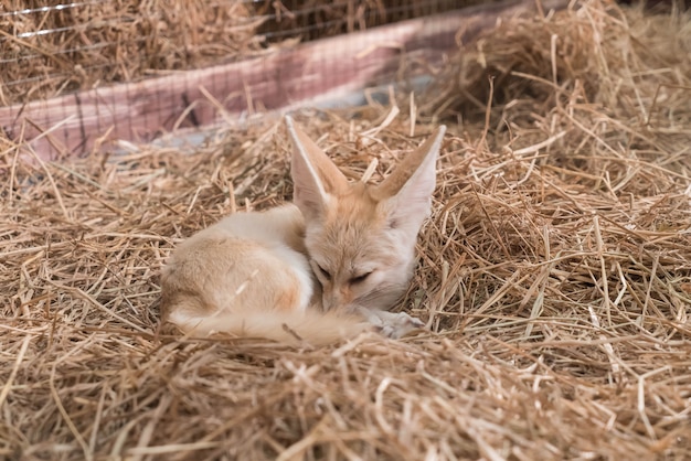 Fennec o volpe del deserto