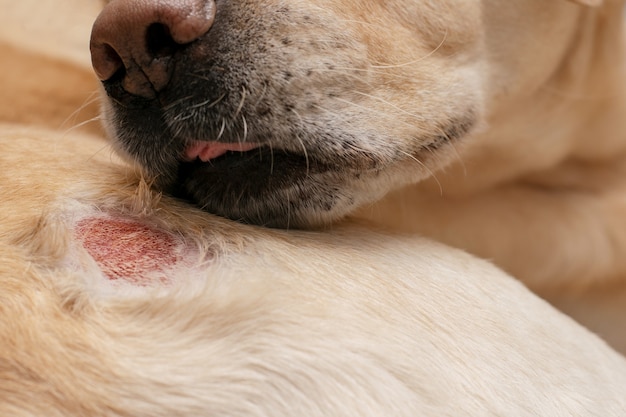 Ferita allergica dermatologica in un cane