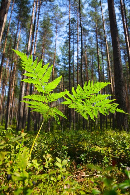 Fern in primo piano