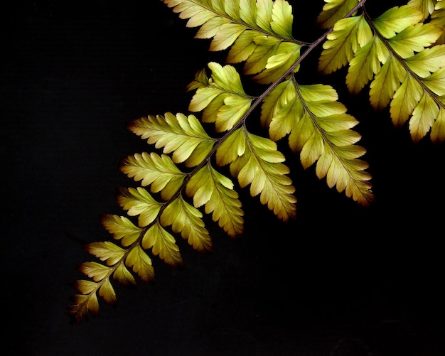 Fern Leaf