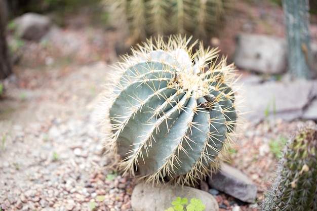 Ferocactus glaucescens pianta all'aperto Grande cactus sfondo naturale