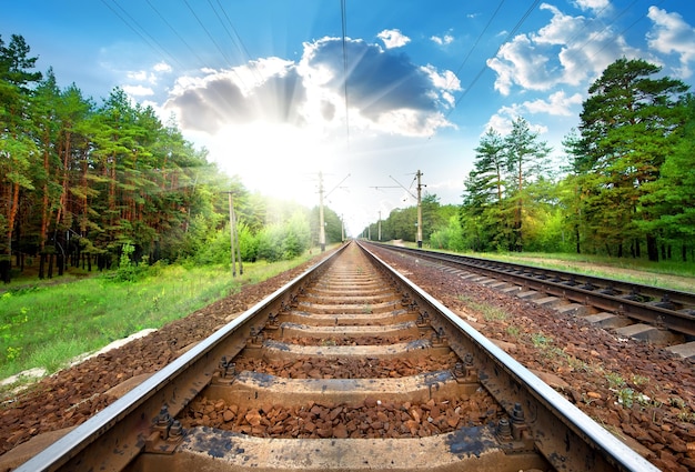 Ferrovia attraverso il primo piano verde della foresta di pini