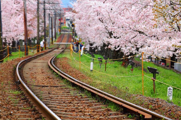 Ferrovia e albero di sakura