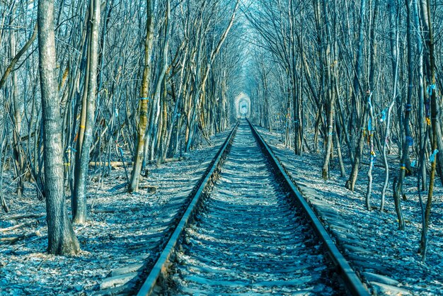 Ferrovia nella foresta all'inizio della primavera