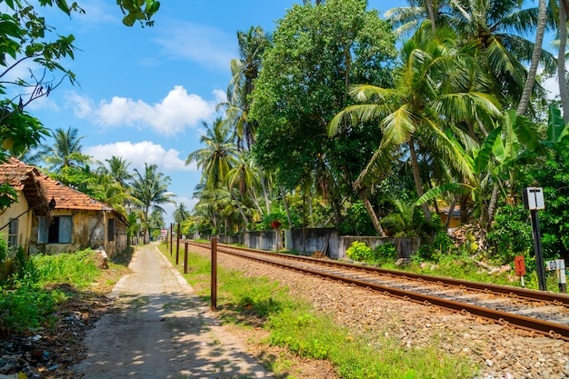 Ferrovia tra vegetazione tropicale.