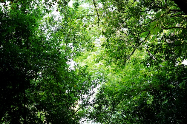 Fertili foglie verdi e alberi