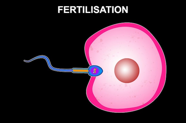 Fertilization egg meets sperm Fertilization process