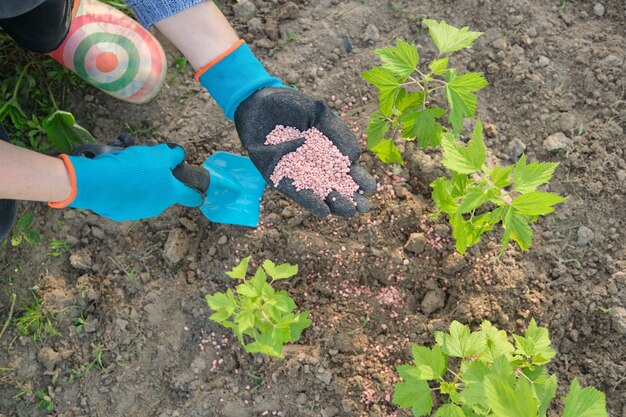 Fertilizzante di granuli nelle mani del giardiniere donna. Lavori primaverili in giardino, concimazione piante, cespugli di bacche di ribes nero