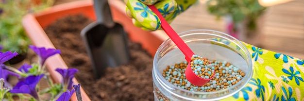 Fertilizzante per fiori. Primo piano della mano di un giardiniere in un guanto che fertilizza i fiori in strada. Il processo di piantare fiori in vaso sul terrazzo.