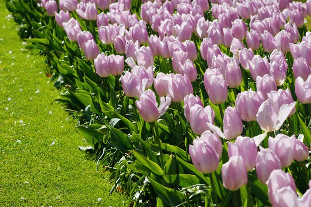 Festa della Donna. San Valentino. Tulipani primaverili