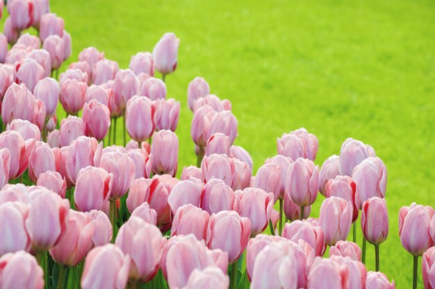 Festa della Donna. San Valentino. Tulipani primaverili