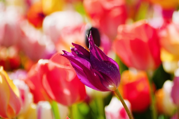 Festa della Donna. San Valentino. Tulipani primaverili