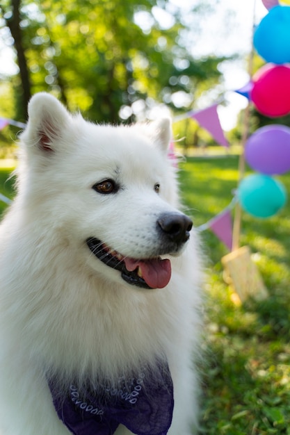 Festa di compleanno in piscina per cani