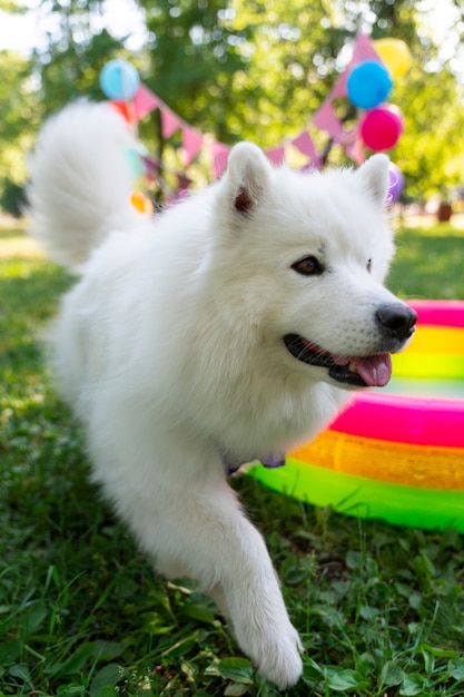 Festa di compleanno in piscina per cani