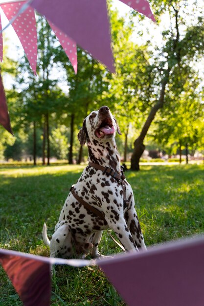 Festa di compleanno in piscina per cani