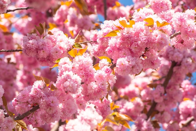 Festival di Sakura. Albero in fiore di ciliegio. Sakura fiori primaverili sfondo.