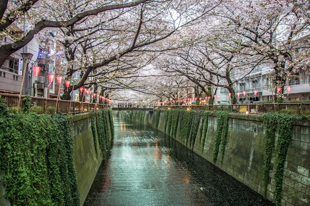 Festival di Sakura