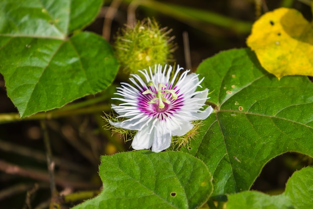 Fetida passiflora nella foresta