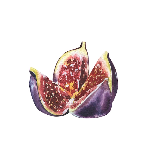 Fetta di frutta di fico maturo isolata su sfondo bianco acquerello handrawing botanico