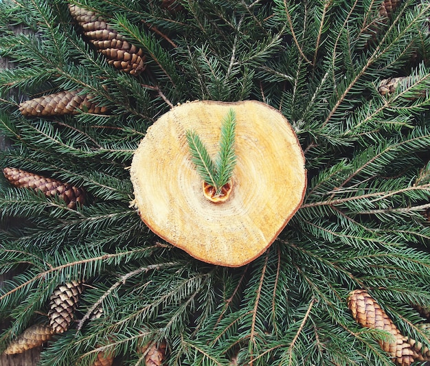 Fetta di legno su rami di abete verde decorati con fettine di arancia essiccate e coni. Natale e Capodanno vintage vacanze invernali composizione festiva.