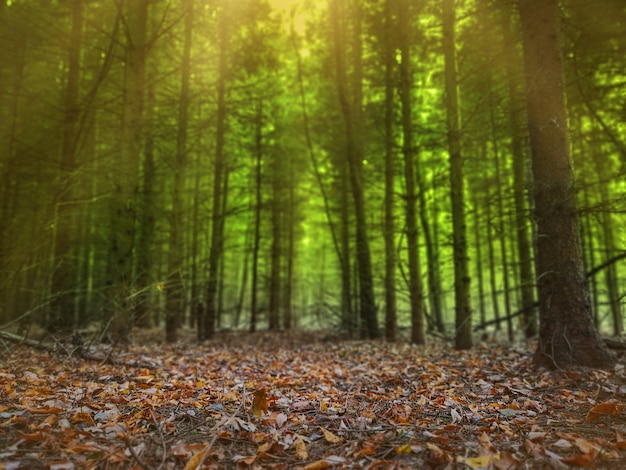 Fiaba magica in una foresta colorata e nebbiosa da sogno