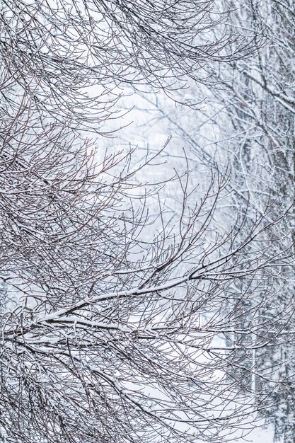 Fiabeschi soffici rami di alberi coperti di neve paesaggi naturali con neve bianca e nevicate fredde