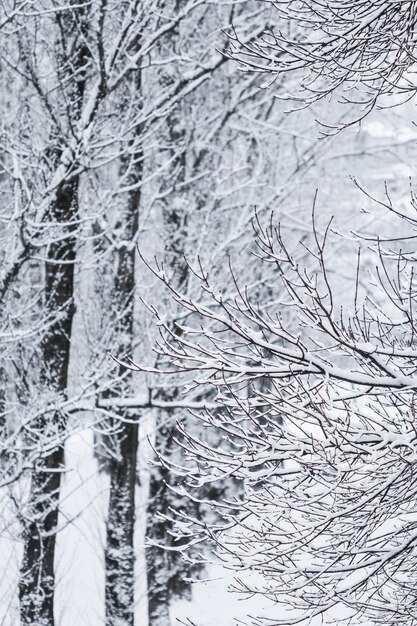 Fiabeschi soffici rami di alberi coperti di neve paesaggi naturali con neve bianca e nevicate fredde