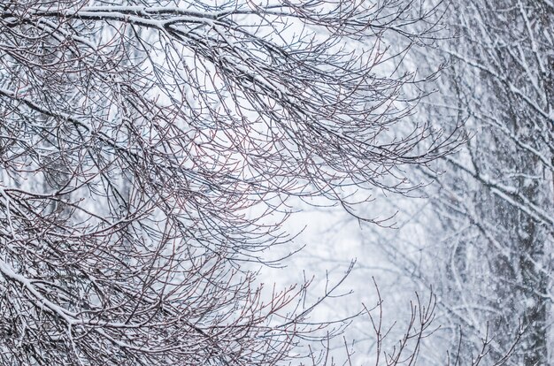 Fiabeschi soffici rami di alberi coperti di neve paesaggi naturali con neve bianca e nevicate fredde