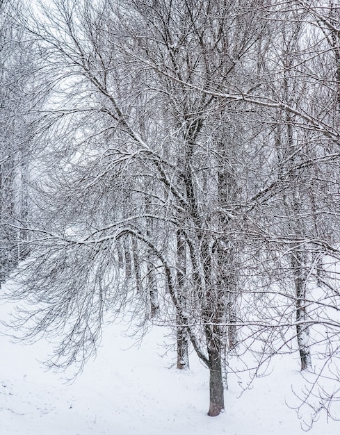 Fiabeschi soffici rami di alberi coperti di neve paesaggi naturali con neve bianca e tempo freddo