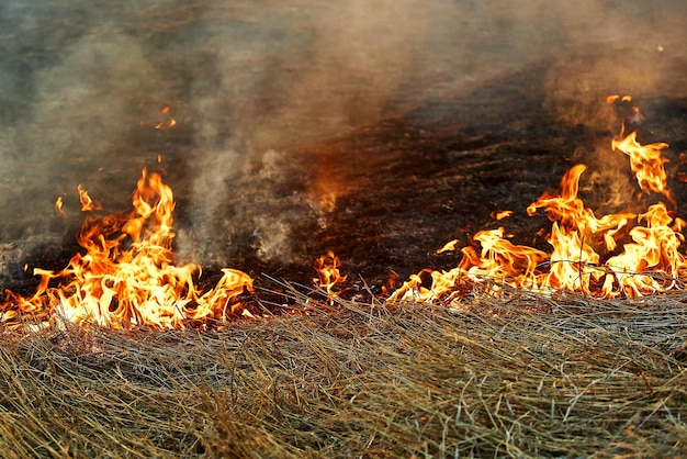 Fiamma aperta Brucia erba secca nel campo Disastro estremo e incendi boschivi durante una siccità