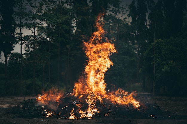 Fiamme di fuoco sulla foresta