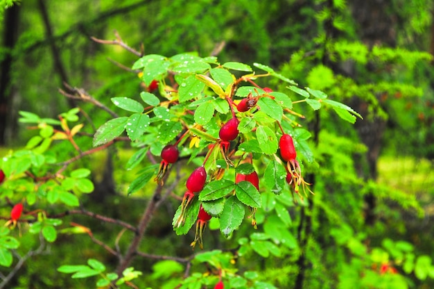 Fianchi maturi di Bush