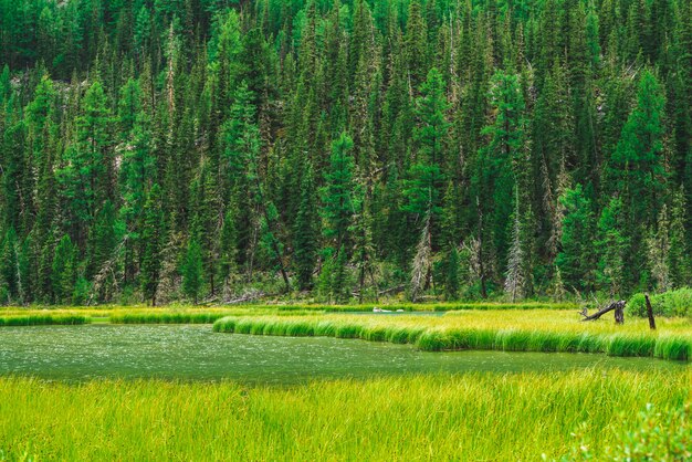 Fianco di una montagna con la foresta di conifere dietro il piccolo lago della montagna nel giorno soleggiato. Molte conifere sul pendio ripido. Ricca vegetazione di altopiani alla luce del sole. Splendido paesaggio di natura maestosa.