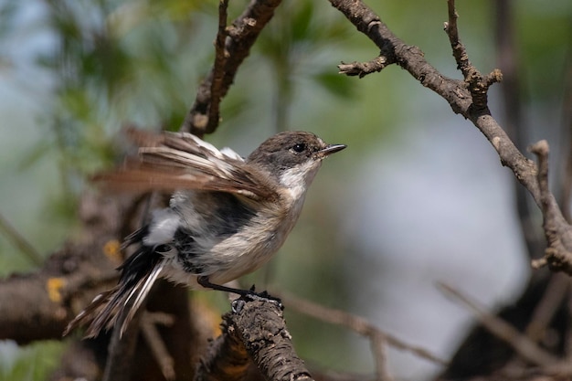 Ficedula hypoleuca Cordoba Spagna