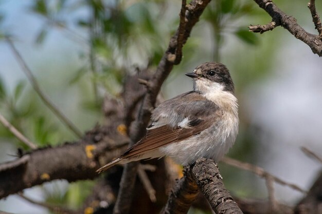 Ficedula hypoleuca Cordoba Spagna