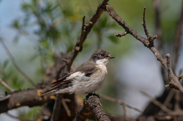 Ficedula hypoleuca Cordoba Spagna