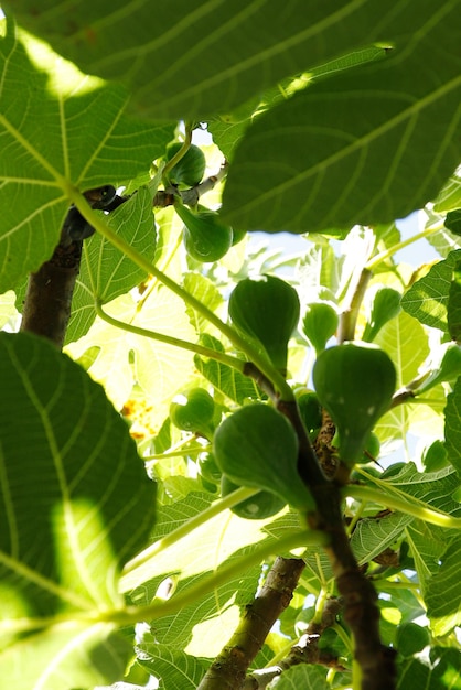 fichi che crescono su alberi maturi agricoltura biologica agricoltura raccolto sano coltivato in casa urbano sostenibile