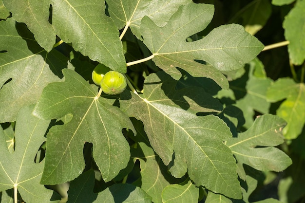 Fichi che crescono su un albero I frutti commestibili di Ficus carica