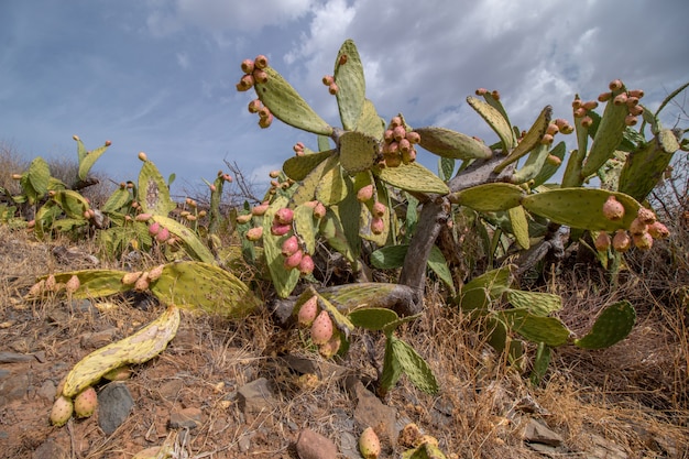 Fichi d&#39;India (Opuntia ficus-indica)