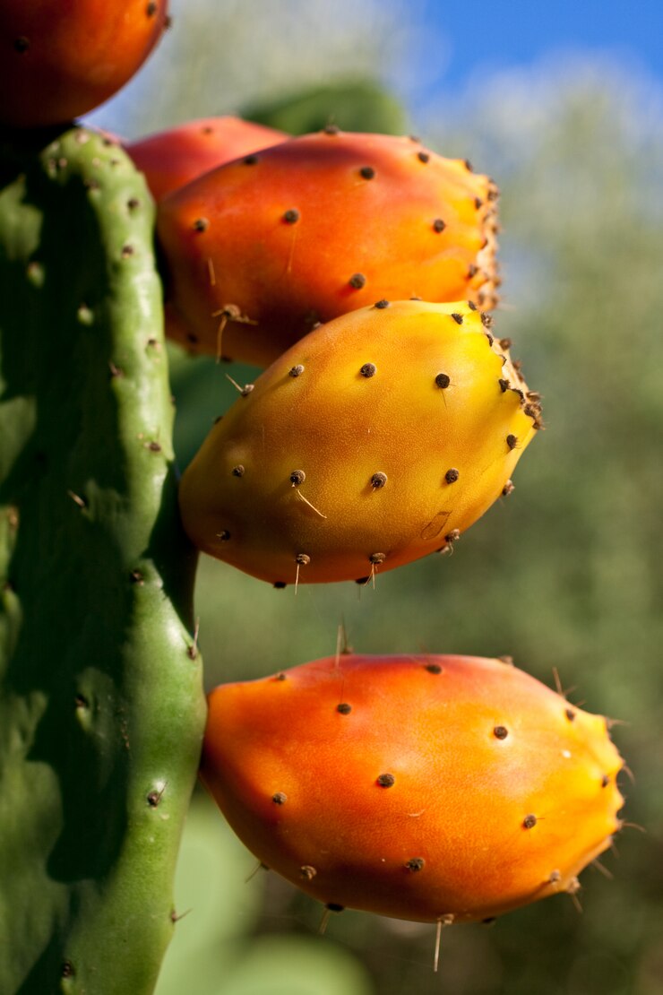 Fichi d&#39;India su cactus