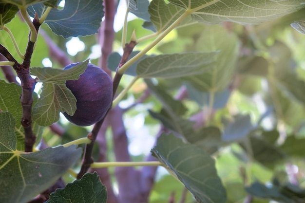 Fichi freschi sulla pianta con sfondo verde