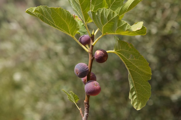 Fichi sul ramo di un albero di fico. Ramo di fico con foglie e frutti