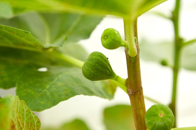 Fichi sulla fine dell&#39;albero