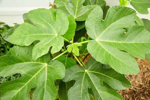 Fichi sulla fine dell&#39;albero