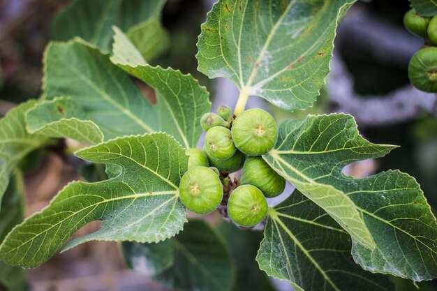 Fichi verdi sull'albero con foglie intorno da vicino