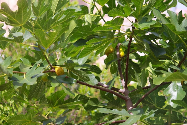 Fico con fichi verdi in giornata di sole.